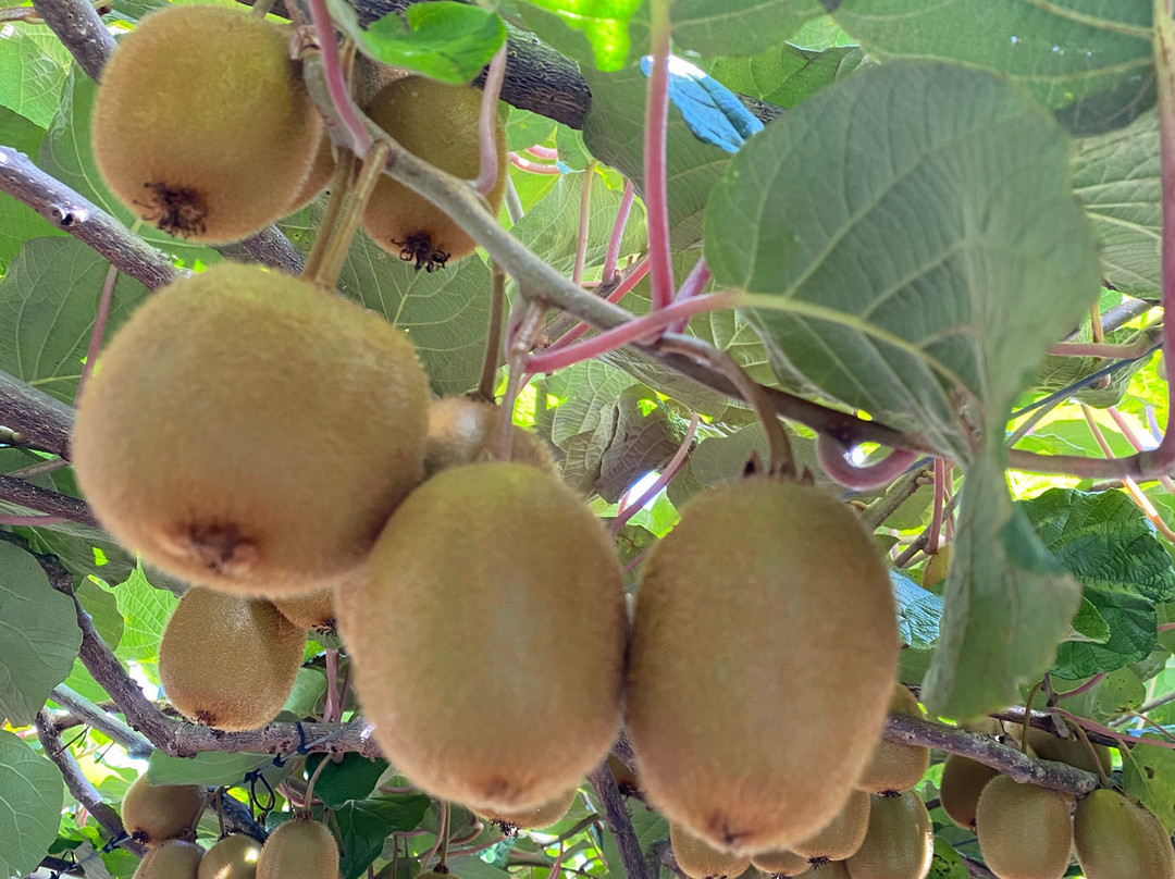 Kiwifruit Country Tours-蒂普基必去景点