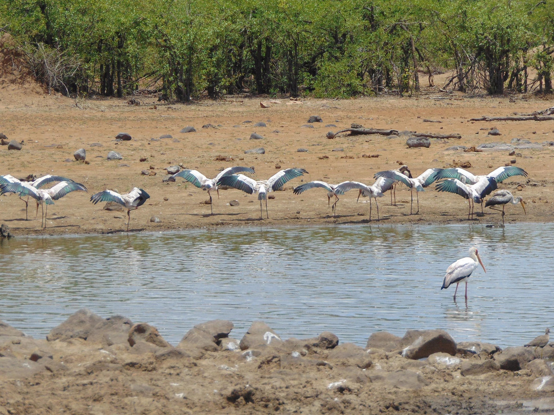 Lowveld Wanderer景点图片