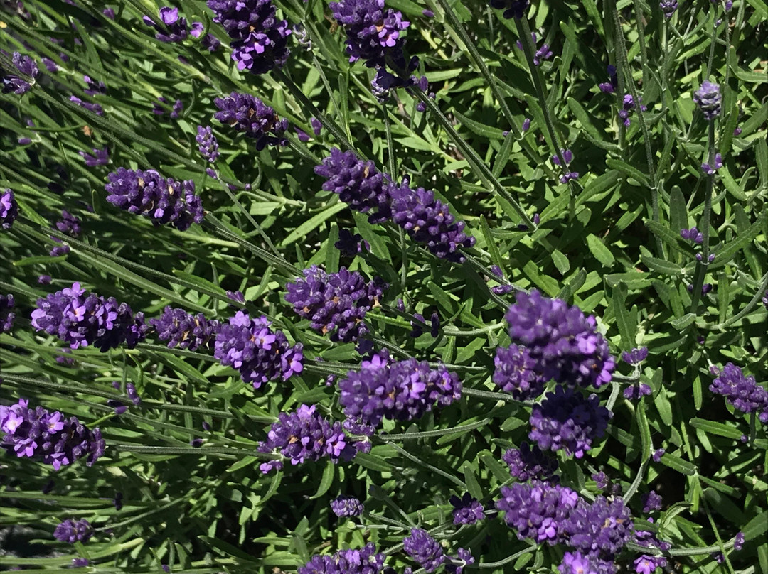Peace Valley Lavender Farm景点图片