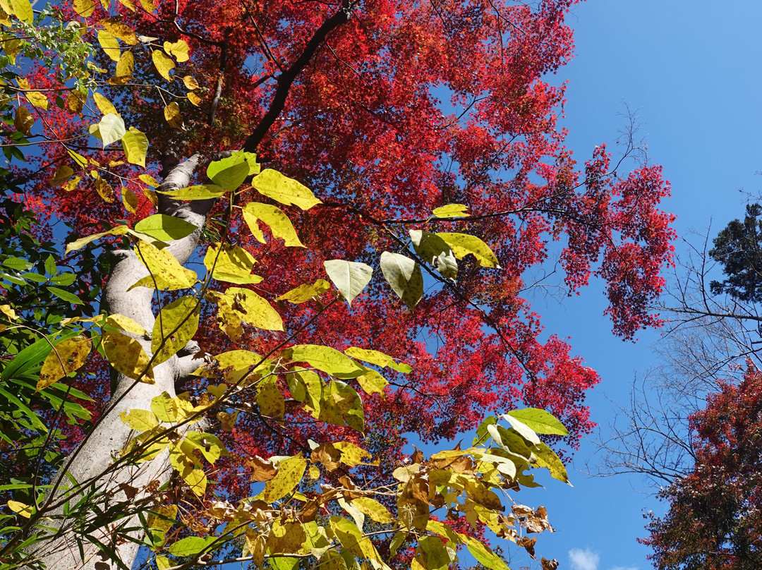 Negoro-ji Temple-岩出市必去景点