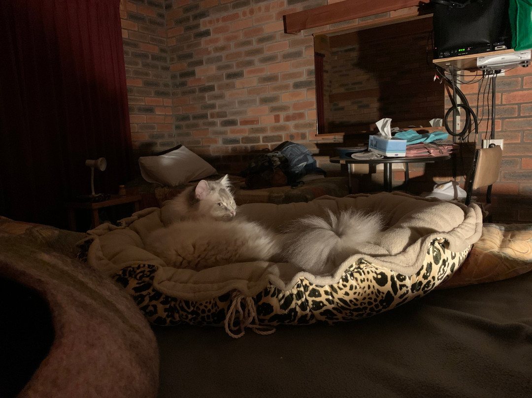 Cann River Hop Inn Motor Inn主图