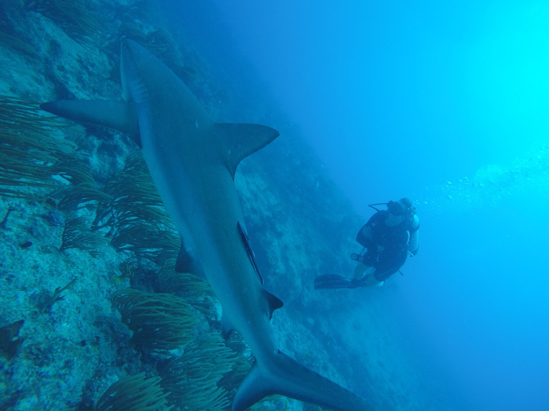 Ocean Explorers Dive Center景点图片