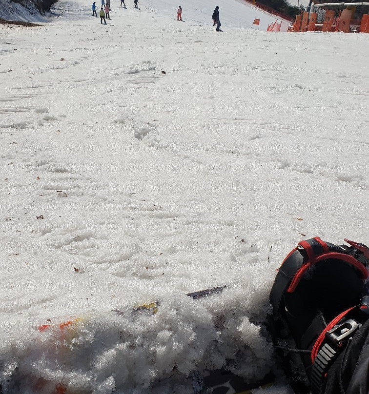 阳智松林滑雪场主图