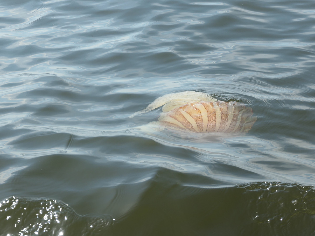 Boya Esmeralda de Iquique-伊基克必去景点