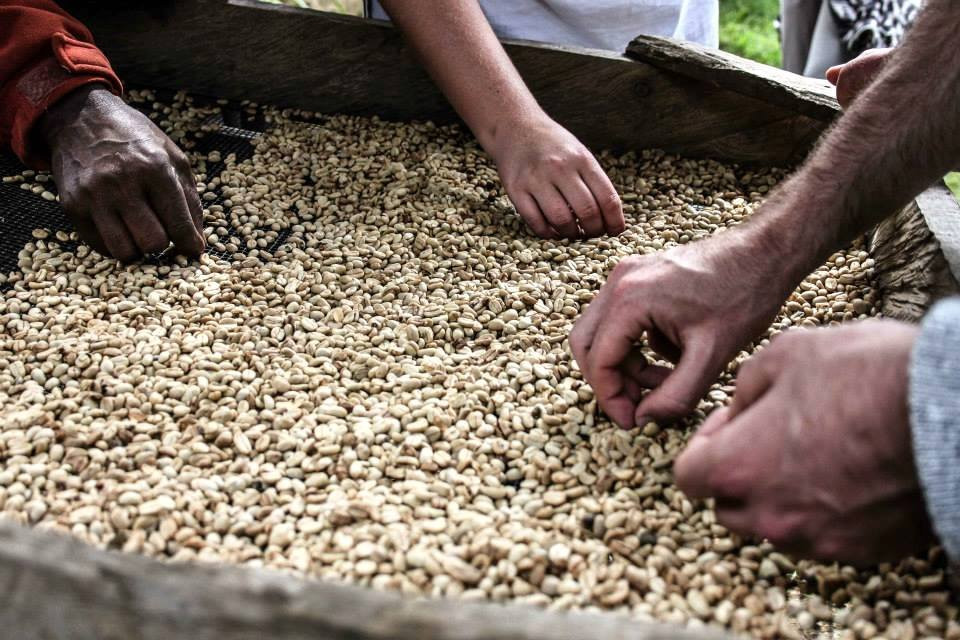 Wild Tracks/Kahawa - Coffee Walks-Usa River必去景点