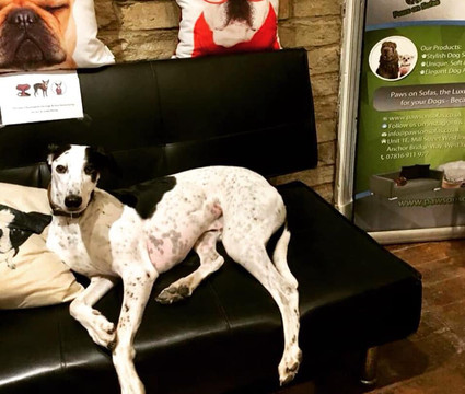 Paws On Sofas-Haworth必去景点