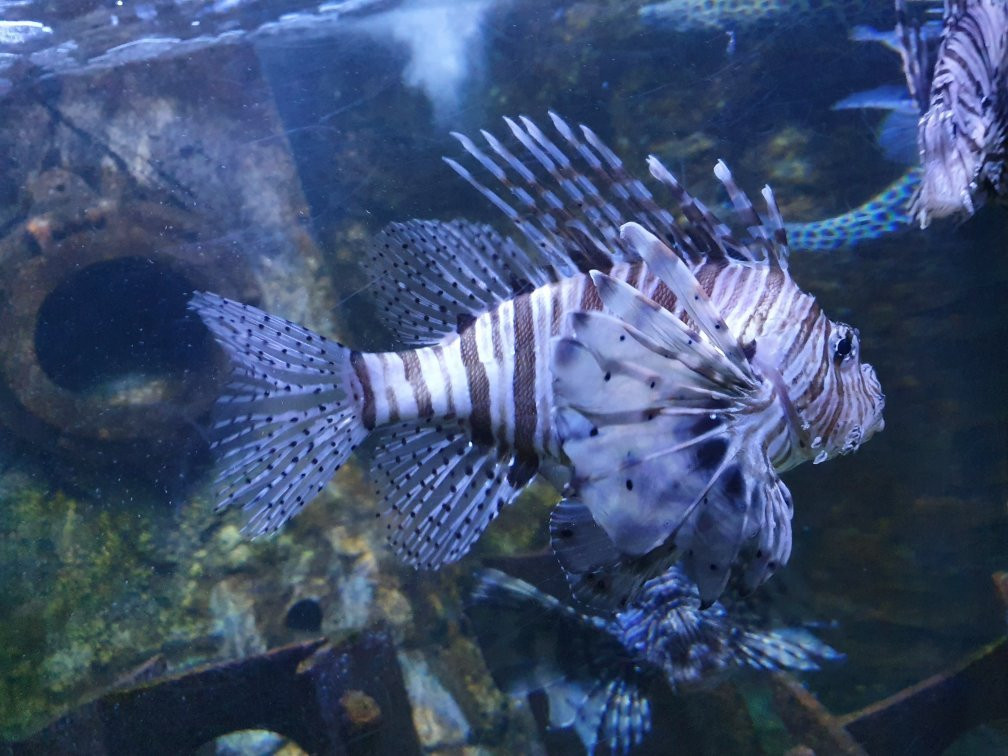 National Sea Life Centre-布瑞必去景点