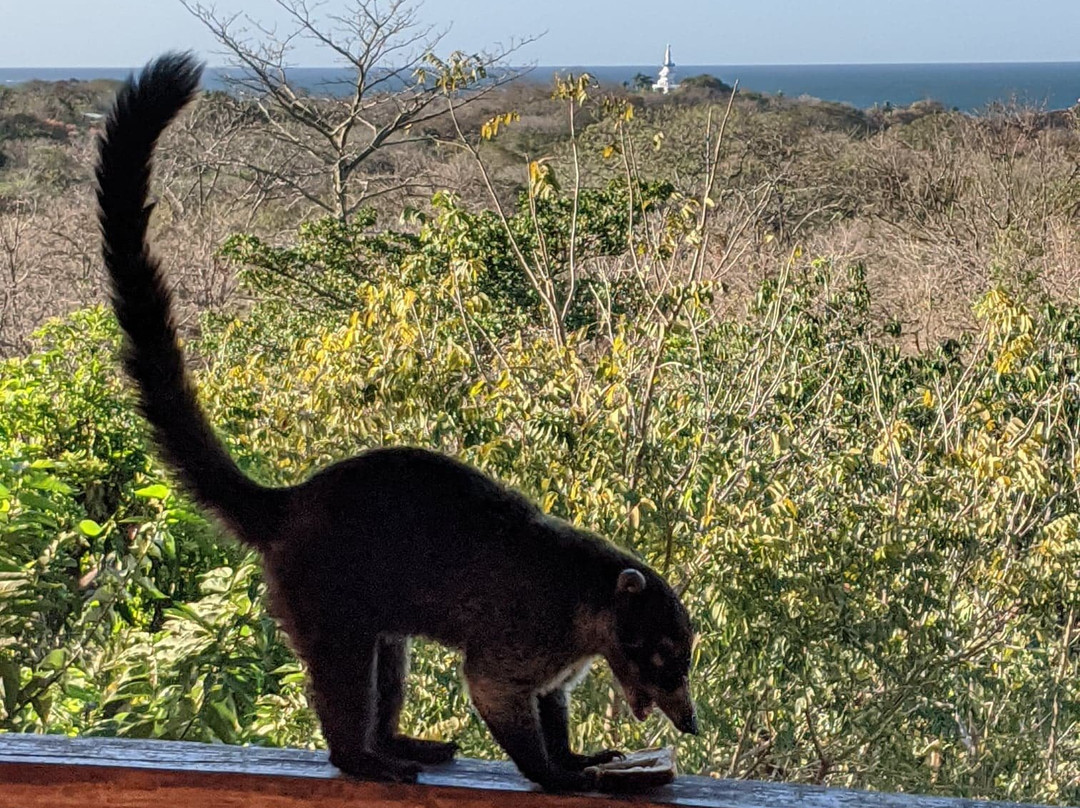 Villa Mango B&B主图