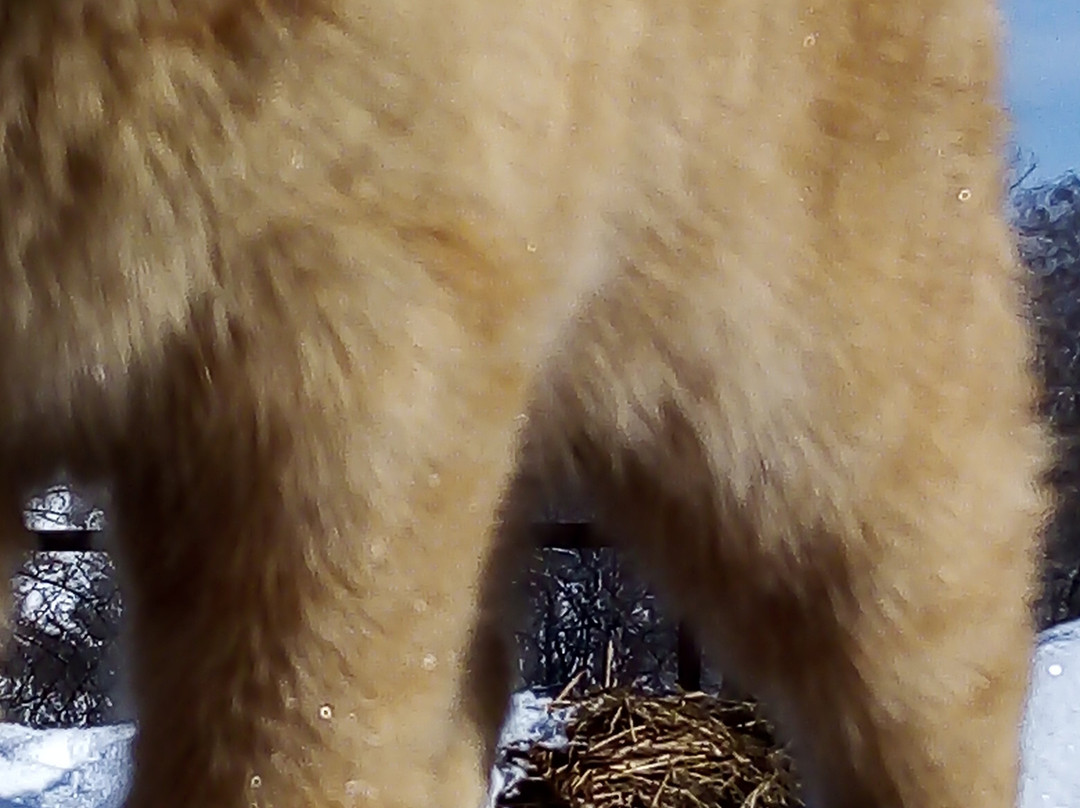 Bison Sanctuary景点图片