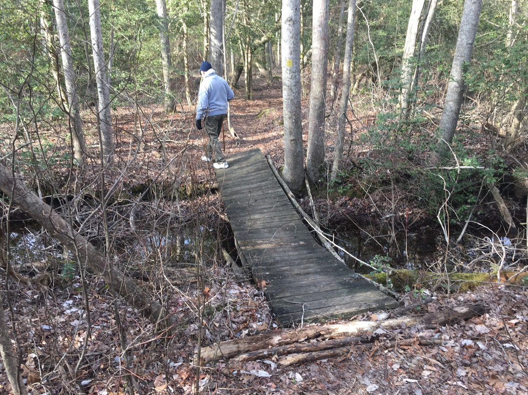 Lizard Tail Swamp Preserve景点图片