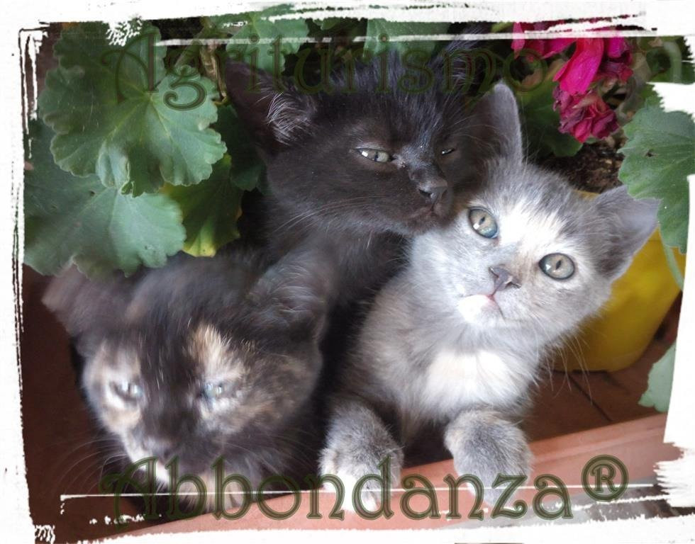 Abbondanza Agriturismo主图