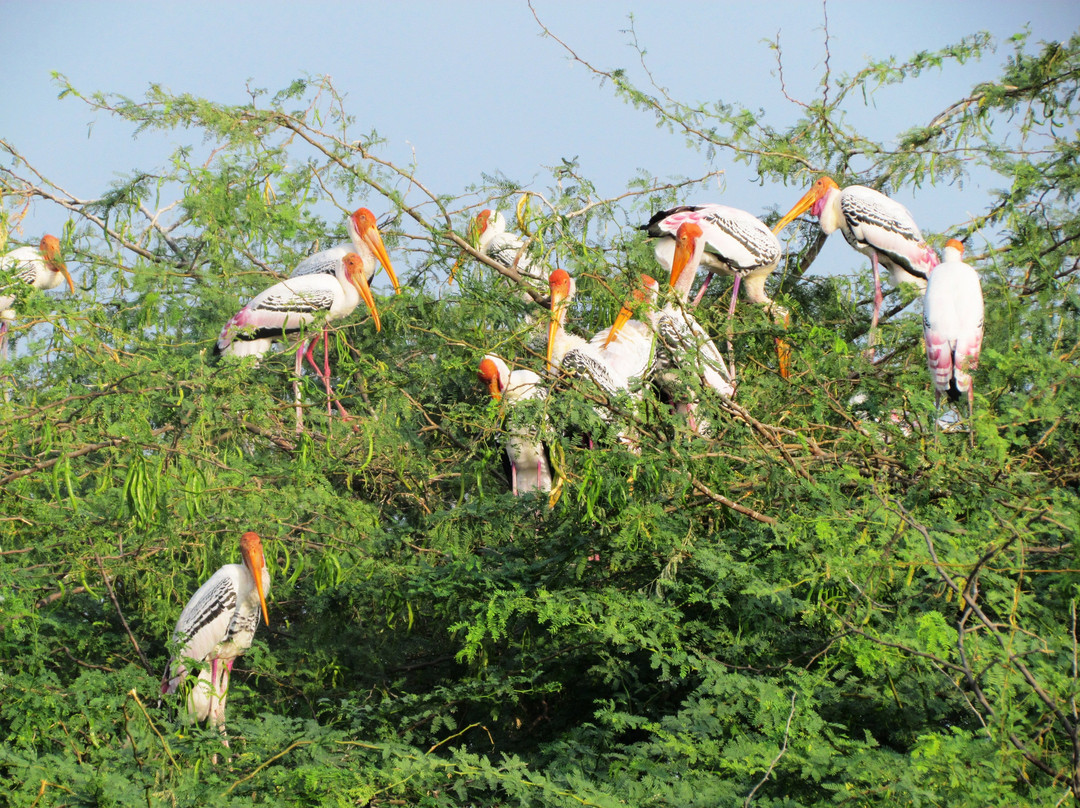 Koonthankulam Bird Sanctuary景点图片