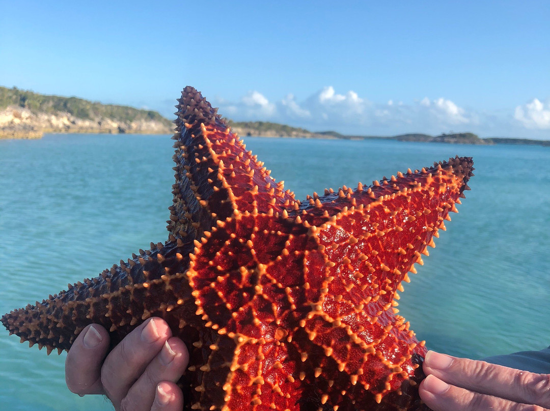 Exuma Cays Land and Sea Park景点图片