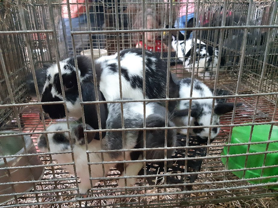 Vila dos Coelhos-Cotia必去景点