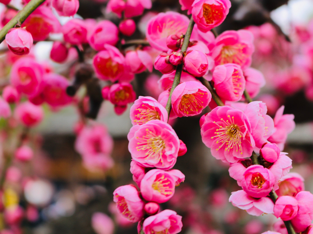 Dazaifu Monzen Machi景点图片