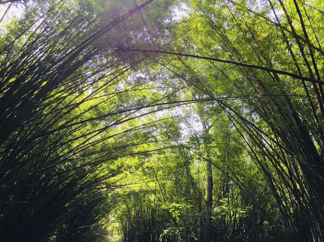 Bamboo Cathedral景点图片