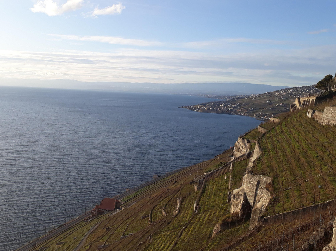 Vinorama Wine Tour, Lavaux景点图片