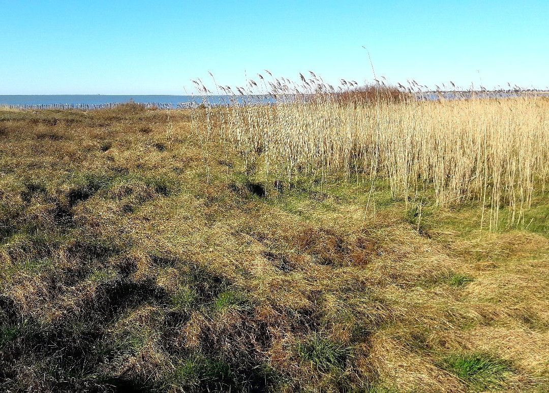 Réserve Naturelle Nationale Moëze-Oléron-Saint Froult必去景点