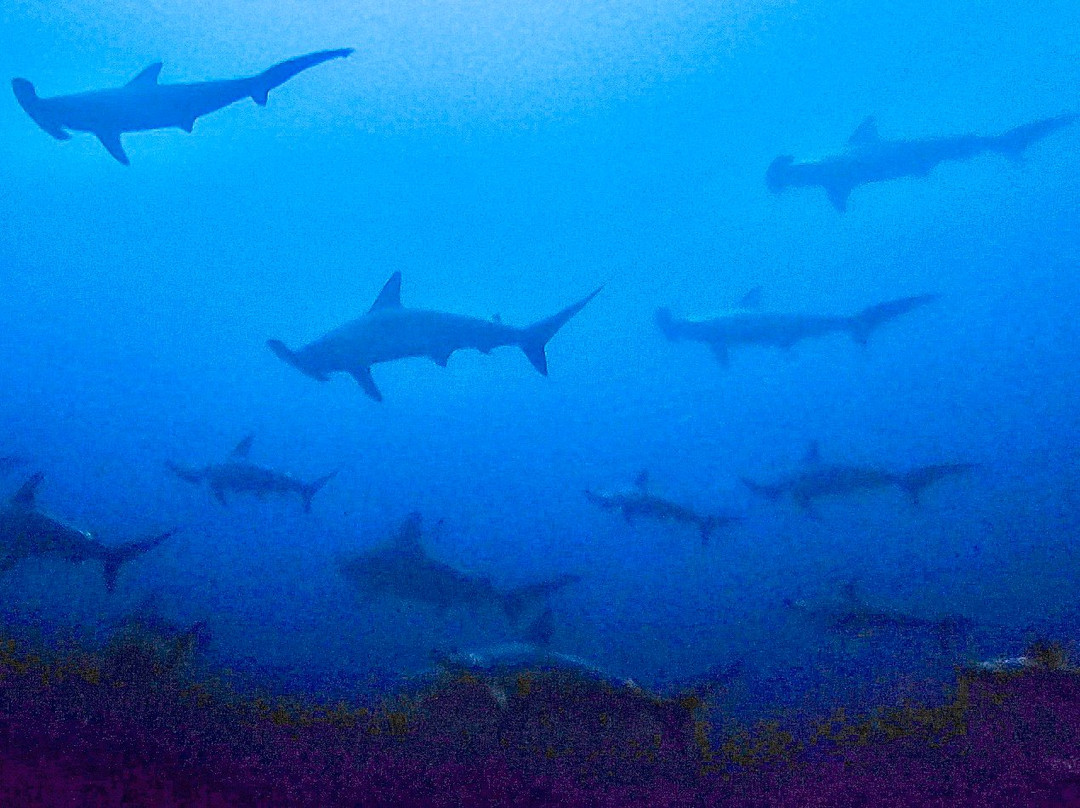 Aqua Planet-Shelly Beach必去景点