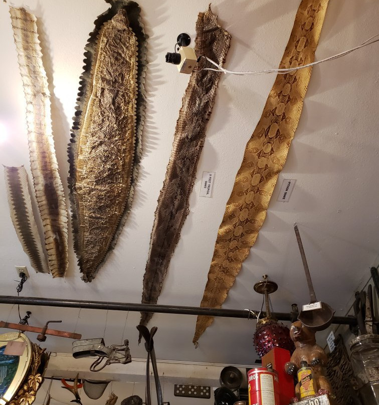 Marsh's Free Museum景点图片