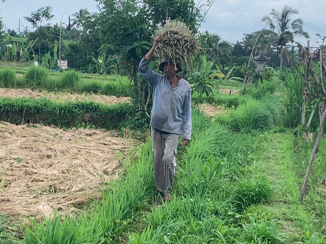 Bali Paradise Cycling Tours-佩艳艮必去景点