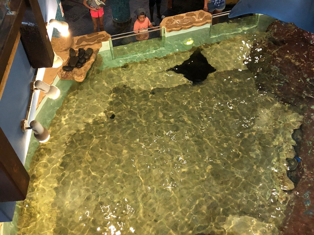 National Marin Aquarium of Namibia-斯瓦科普蒙德必去景点