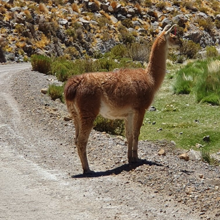 Geisers of Puchuldiza-Colchane必去景点