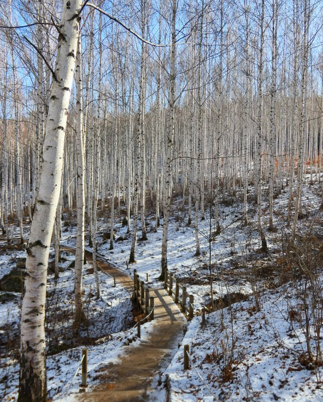 Wondaeri Birch Forest-麟蹄郡必去景点