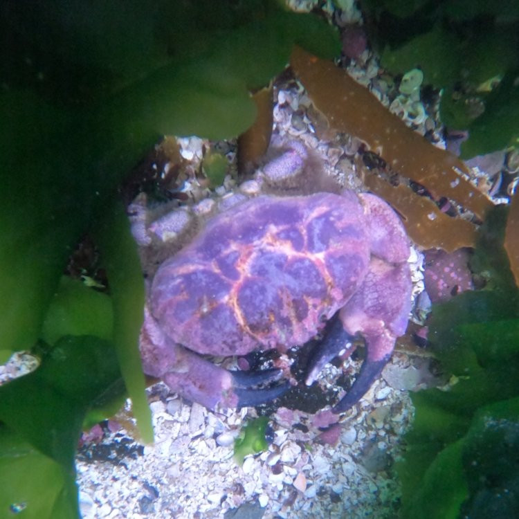Cinco Oceanos Dive Center景点图片