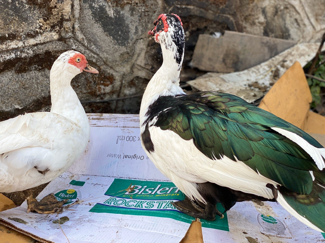 Hotel Shiva`s Inn主图