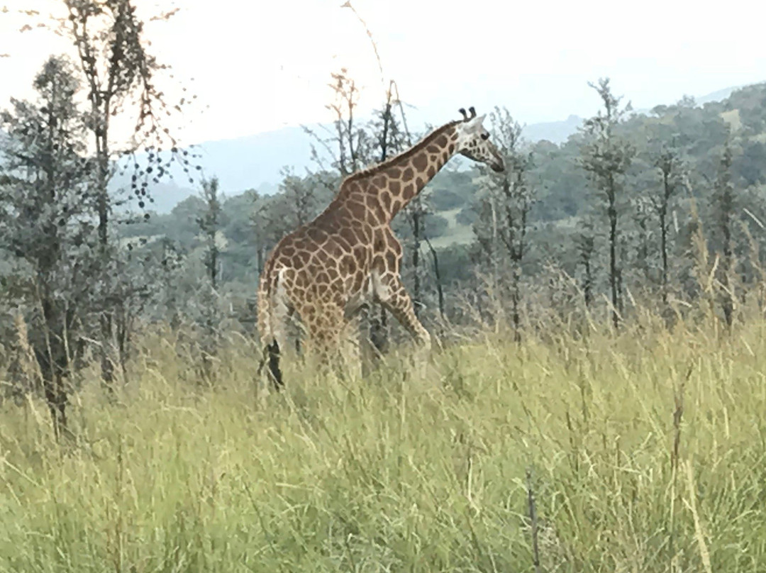 Ruma National Park-Homa Bay必去景点