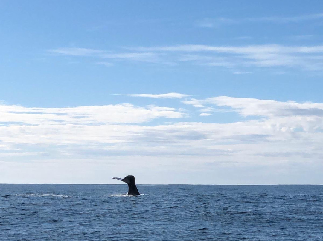 Whale Watching Mirissa景点图片