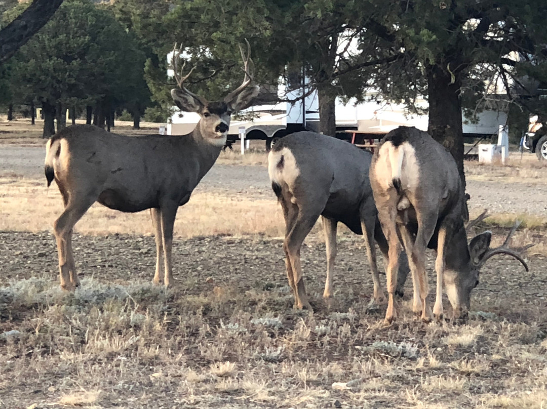 NRA Whittington Center-拉顿必去景点