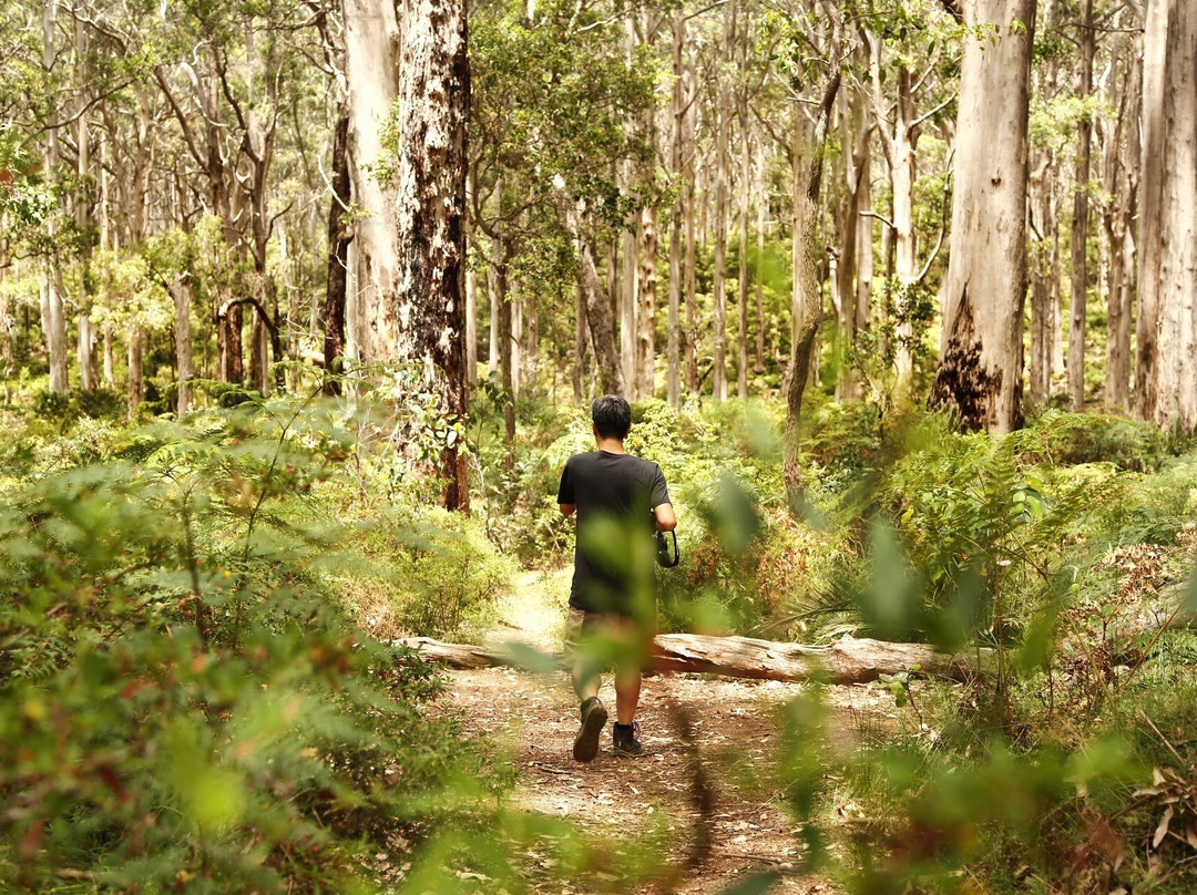 Boranup Karri Forest景点图片