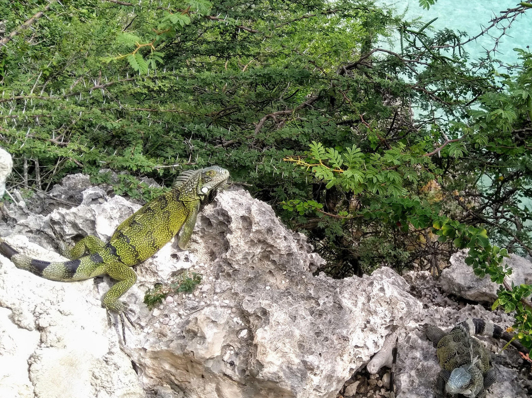 Curacaotrips.com-威廉斯塔德必去景点