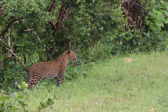 Earth Lanka tours-卡塔拉伽马必去景点