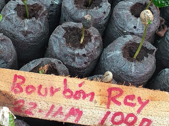 Coffea diversa-Buenos Aires必去景点