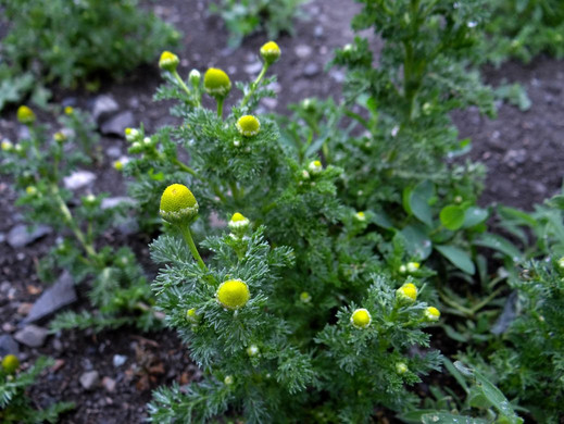 Monte Creek Provincial Park-坎卢普斯必去景点