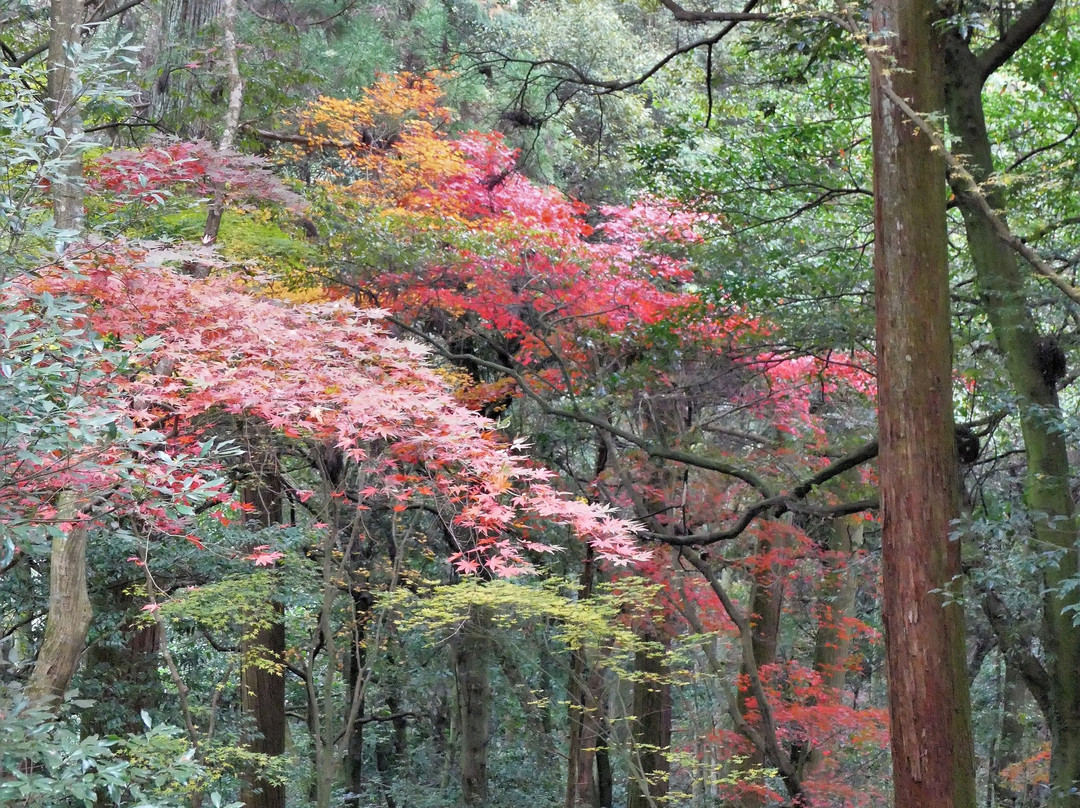 Nishiyama  Koryuji Temple-西条市必去景点