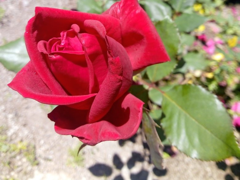 Casa Valduga Winery-本图贡萨尔维斯必去景点