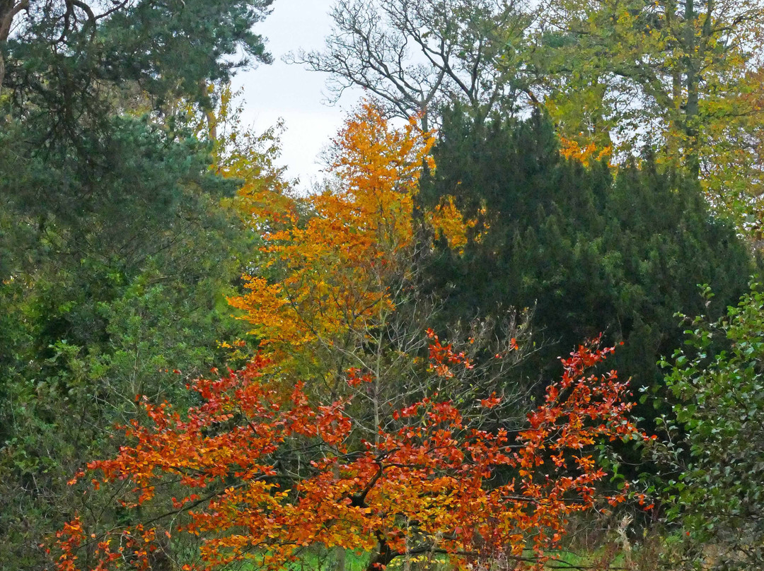 Balloo Woodland Nature Reserve-班戈必去景点