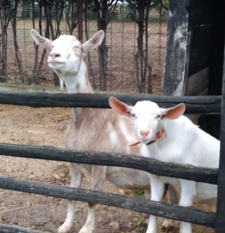 Fattoria Poggio Nebbia di Cedrini Sabrina主图