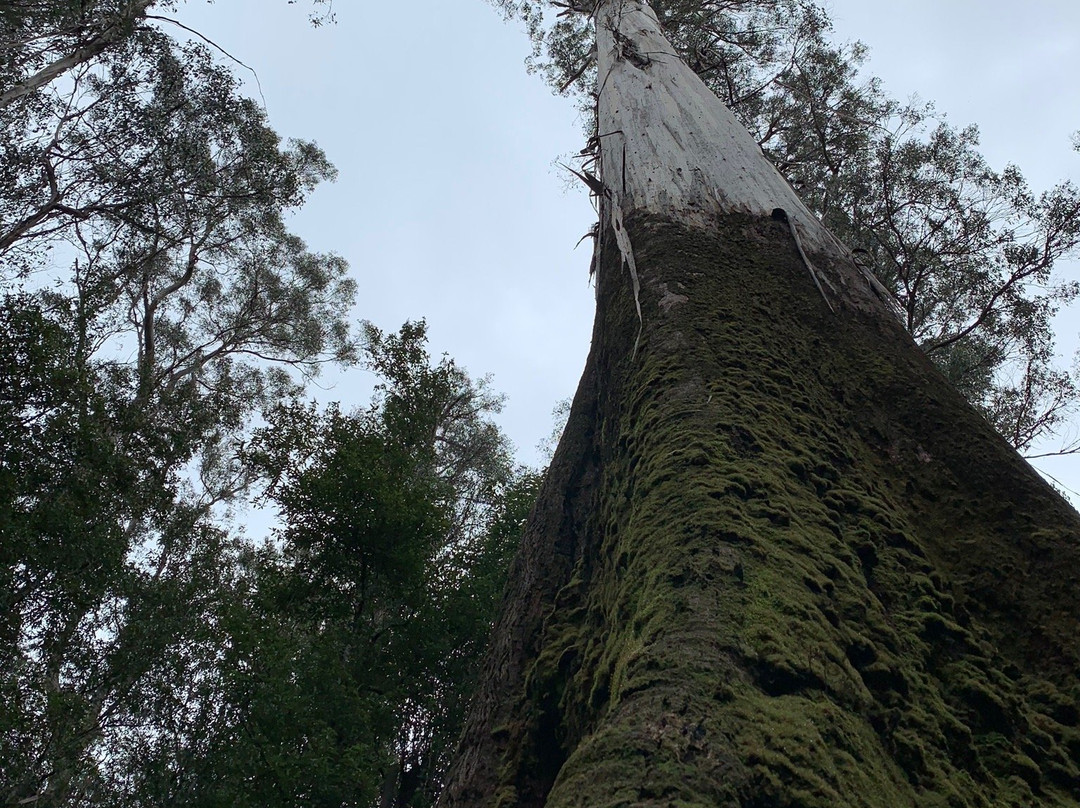 Tall Trees Walk景点图片