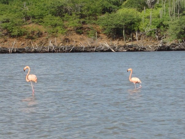 Pekelmeer Flamingo Sanctuary景点图片