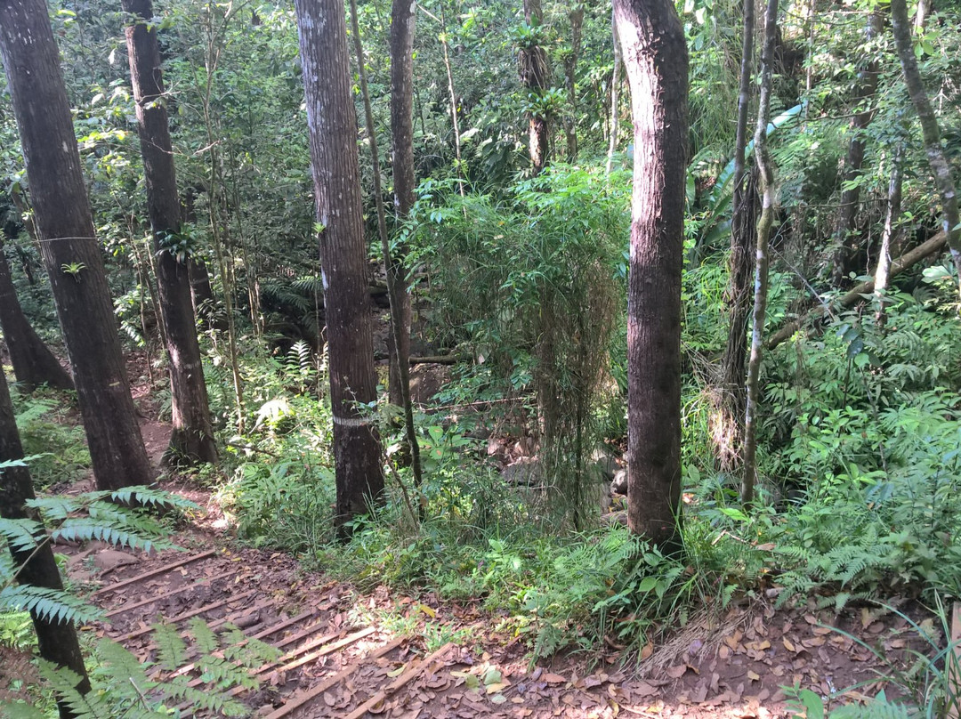 Forêt départementale-domaniale de Montravail