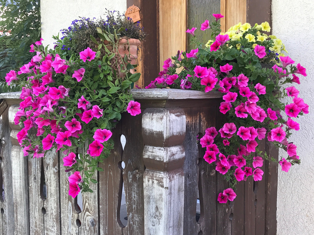 Gimmelwald - Tanzbodeli-Gimmelwald必去景点