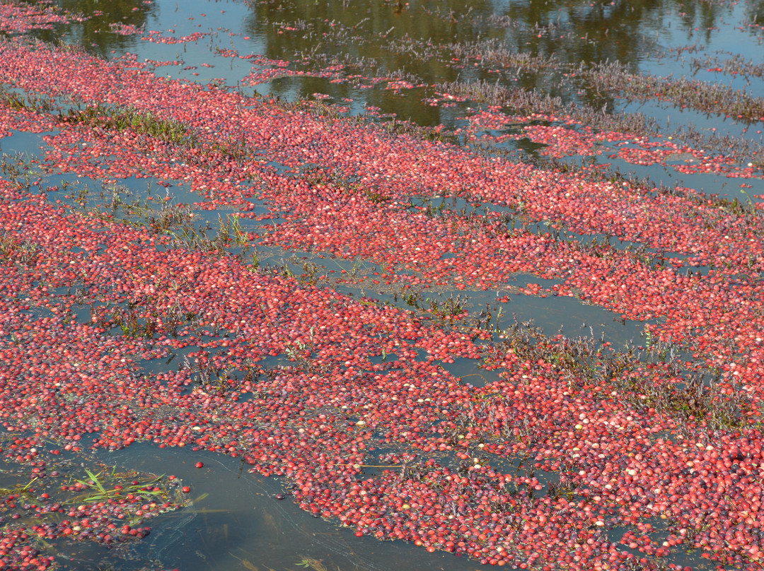 Cranberry Museum景点图片