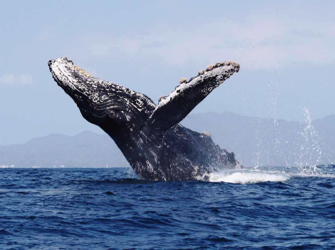 Vallarta Natours-瓦拉塔港必去景点