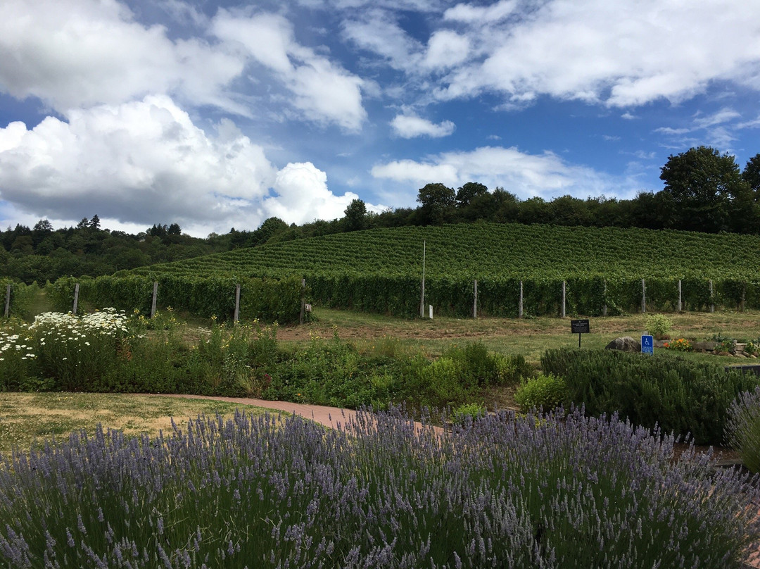 REX HILL Winery & Vineyards景点图片