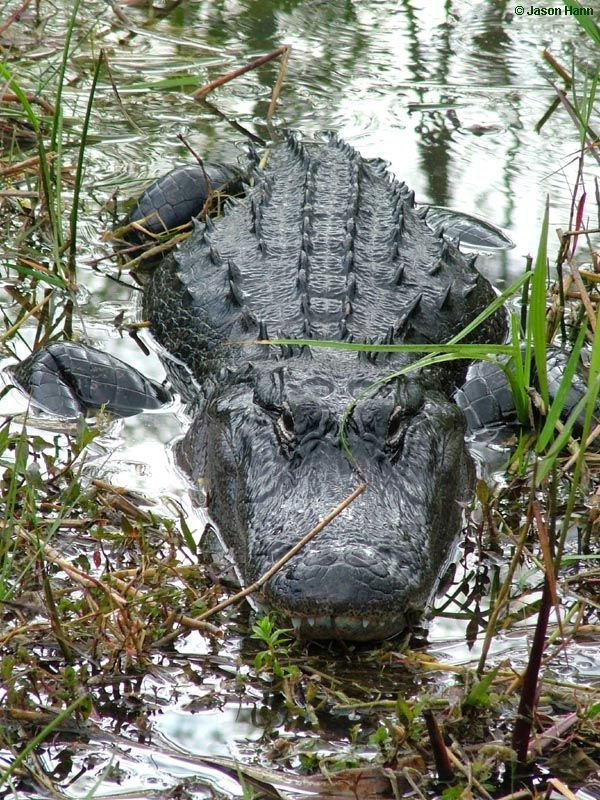 Backwoods Airboat Adventures景点图片